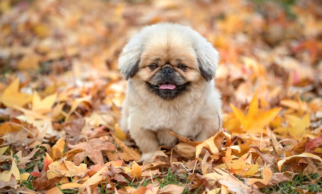 マッチングアプリカメラマンを利用するメリットと選び方は？