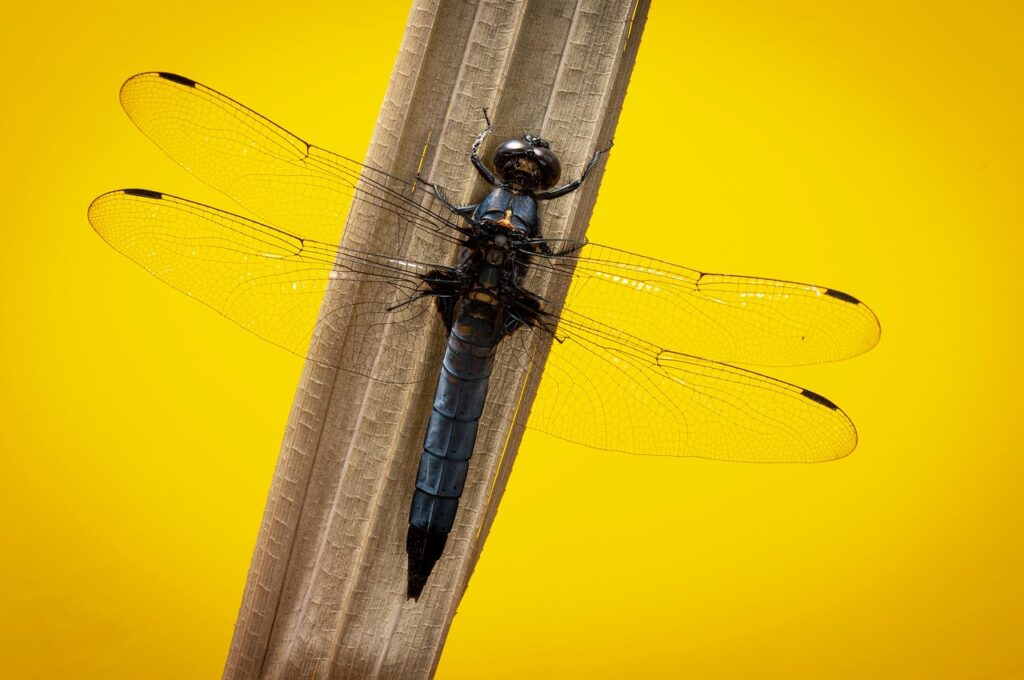 マッチングアプリで初デートに最適な写真の撮り方は？