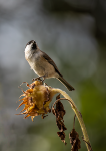 マッチングアプリでの成功に必要なポーズと顎を引くテクニックは？
