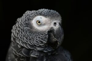 マッチングアプリで成功するためのプロフィール写真は他撮りが効果的なの？