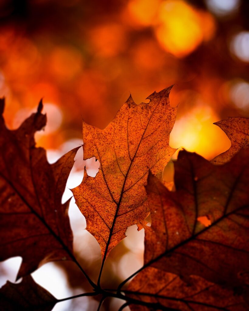 マッチングアプリで成功するために写真は何枚上げるべき？