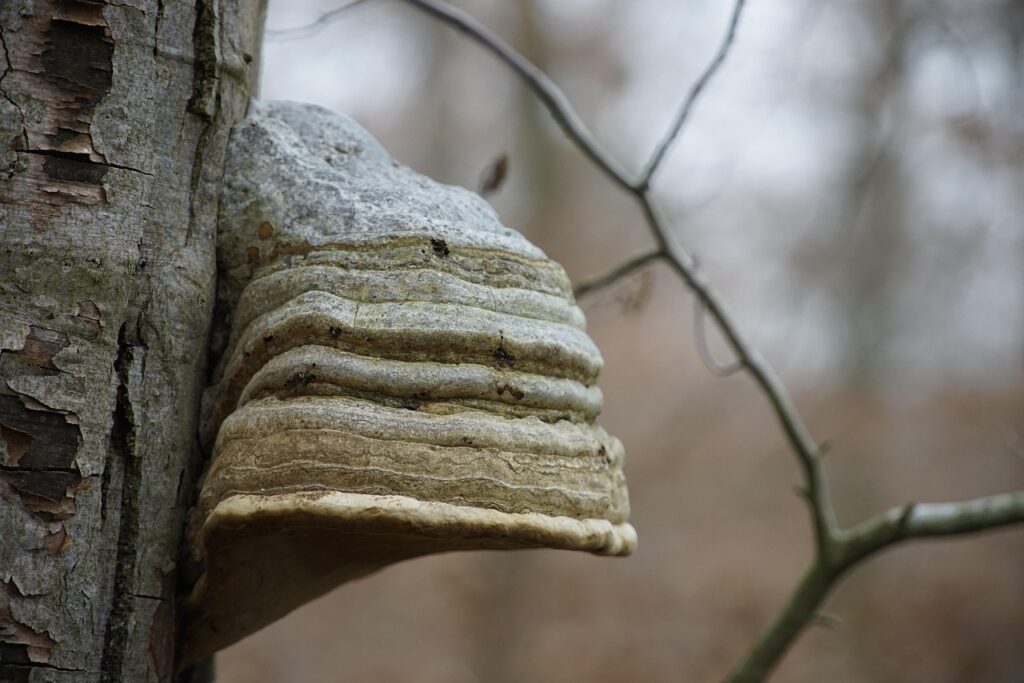 Tinder Loops動画を使ってマッチング率を上げる方法は？