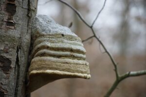 Tinder Loops動画を使ってマッチング率を上げる方法は？