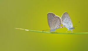 Pairsの親しみやすさを引き立てるサブ写真の使い方は？